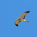 Northern Harrier (American) - Photo (c) Nigel Voaden, some rights reserved (CC BY)