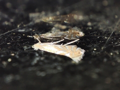 Phyllonorycter endryella