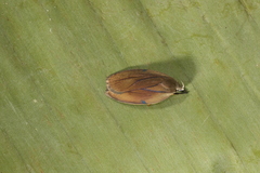 Stenoma exarata
