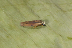 Stenoma exarata