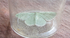 Phaiogramma faustinata