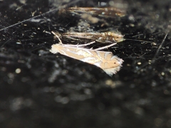 Phyllonorycter endryella