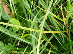 Puccinia coronata