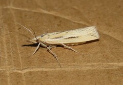 Thaumatopsis pexellus