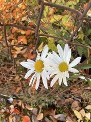 Leucanthemum vulgare
