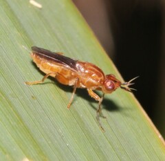 Platycephala