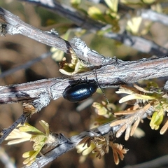 Altica obliterata