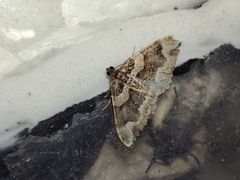 Catarhoe basochesiata