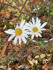 Leucanthemum vulgare