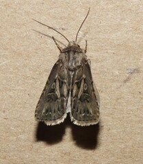 Agrotis gladiaria