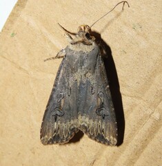 Agrotis ipsilon
