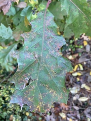 Quercus rubra