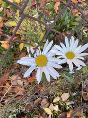 Leucanthemum vulgare