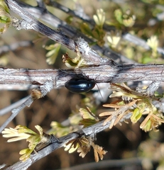 Altica obliterata