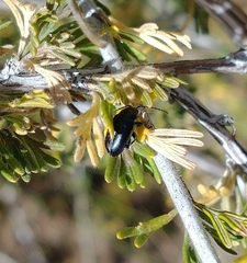 Altica obliterata