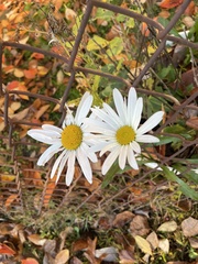 Leucanthemum vulgare