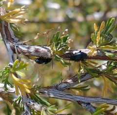 Altica obliterata
