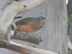 Colluricincla rufogaster