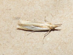 Crambus leachellus
