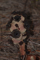 Bdallophytum americanum