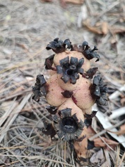 Bdallophytum americanum