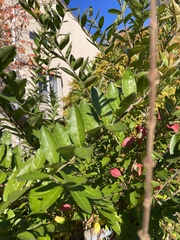 Ligustrum ovalifolium
