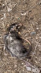 Didelphis aurita