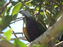 Ptilinopus magnificus