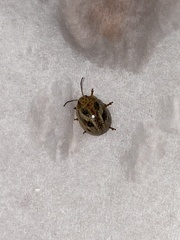 Paropsisterna semifumata