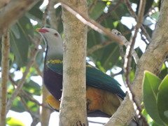 Ptilinopus magnificus