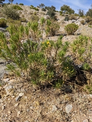 Euryops arabicus