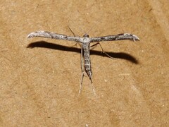 Hellinsia inquinatus