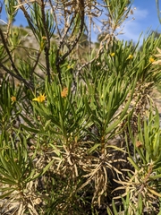 Euryops arabicus