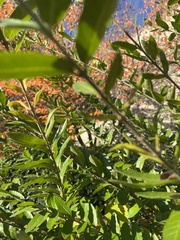 Ligustrum ovalifolium