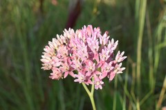 Asclepias rubra
