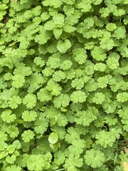 Geranium rotundifolium