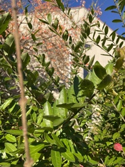 Ligustrum ovalifolium