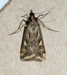 Loxostege cereralis