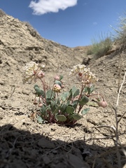 Abronia glabrifolia