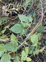 Solanum dulcamara