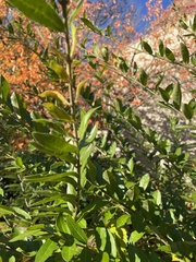 Ligustrum ovalifolium