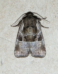 Meropleon ambifusca