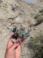 Abronia glabrifolia