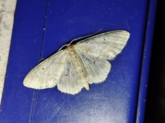 Idaea eugeniata
