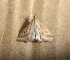 Microtheoris ophionalis