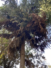 Araucaria