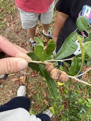 Disholcaspis quercusvirens