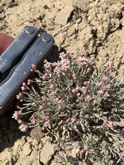 Eriogonum bicolor
