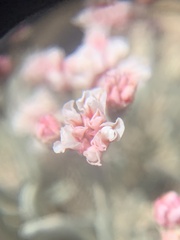 Eriogonum bicolor