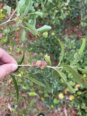 Disholcaspis quercusvirens